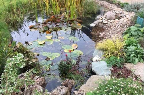 Wildlife pond in back garden