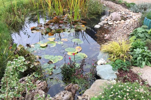 Wildlife pond in back garden