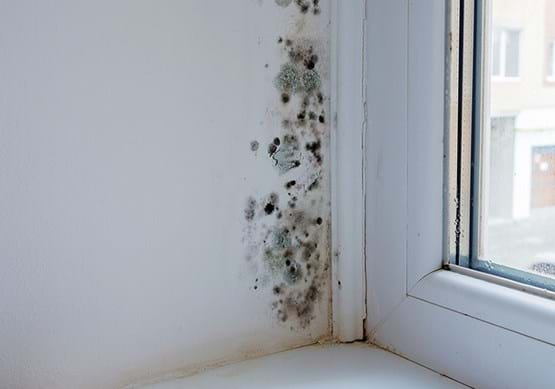 Picture showing mould near a window