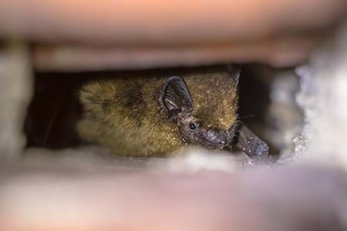 Pipistrelle bat - conservation