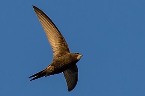 Picture of a swift in the sky