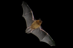 Pipistrelle