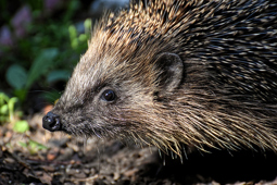 Hedgehog Image