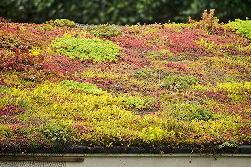 Sedum roof