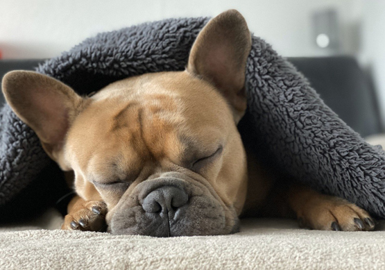 Insulate home - French Bulldog  in blanket