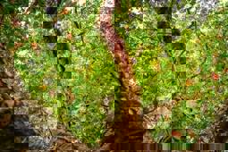 Tree Preservation Order