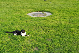 Manhole Cover Garden Cat