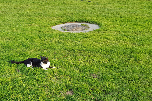 What happens if there are sewers and drains under or close to my new extension?