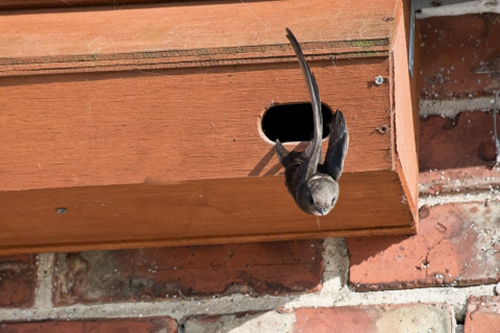 Swift nest box